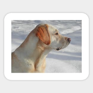 Labrador Retriever Yellow fourth Sticker